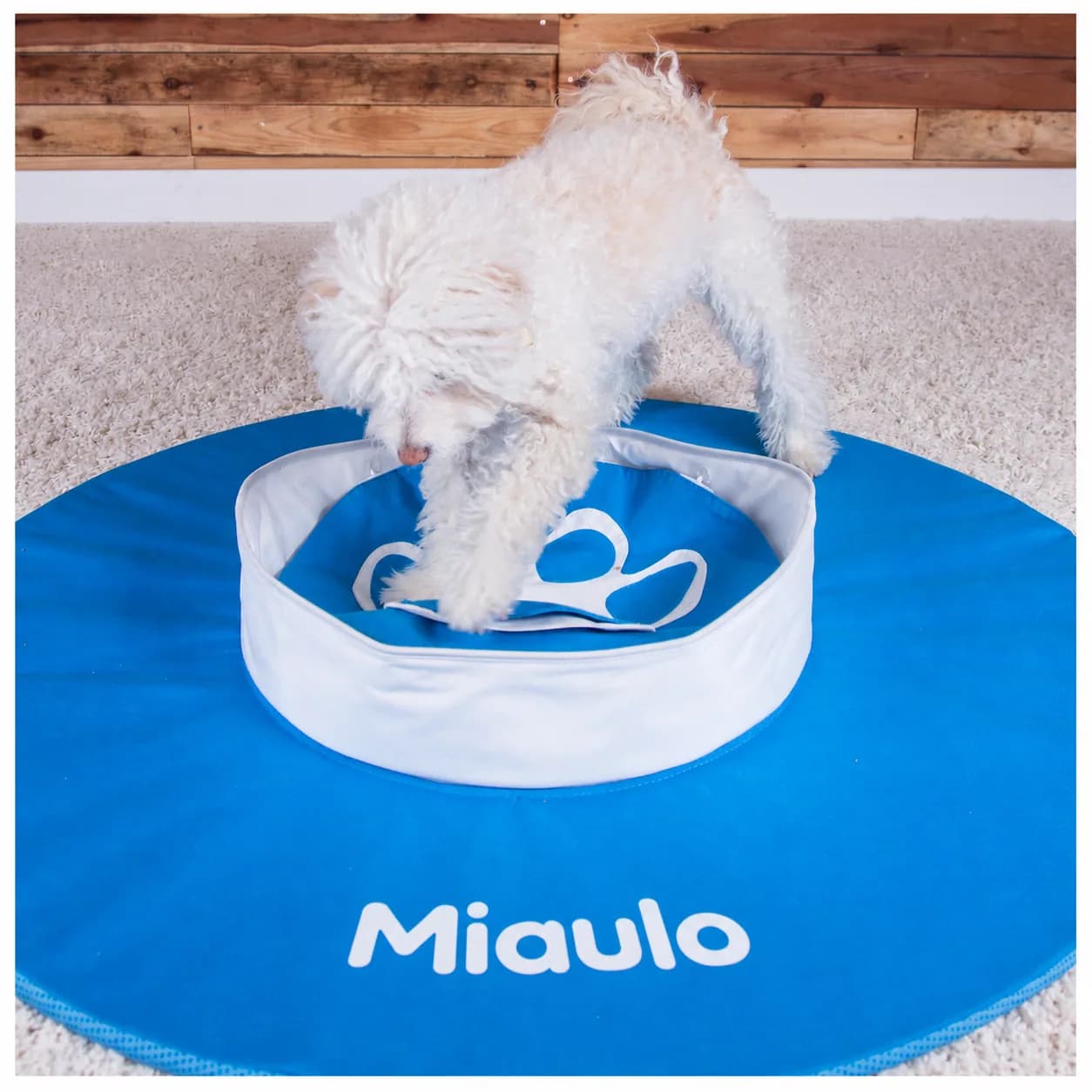 Miaulo Foldable Dig Toy, dog digging in the folded-out toy