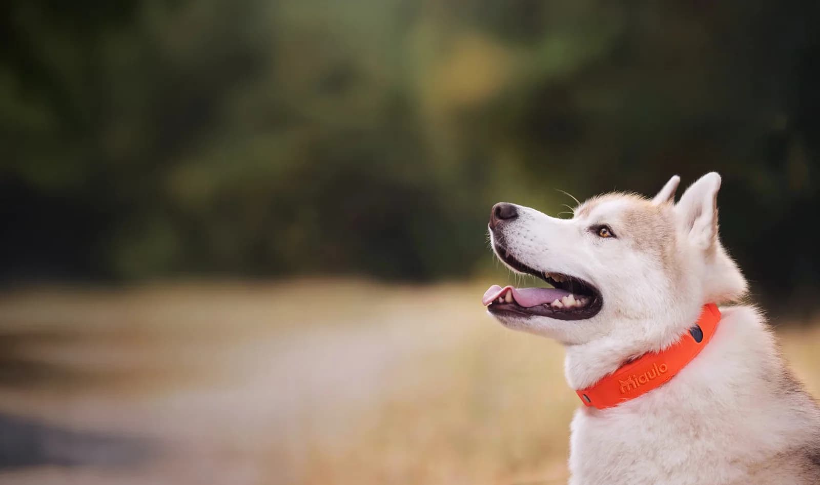 Husky wearing Miaulo Guard outdoors