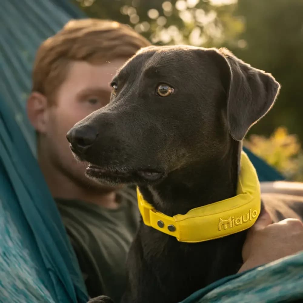 Labrador wearing Miaulo Guard next to its owner
