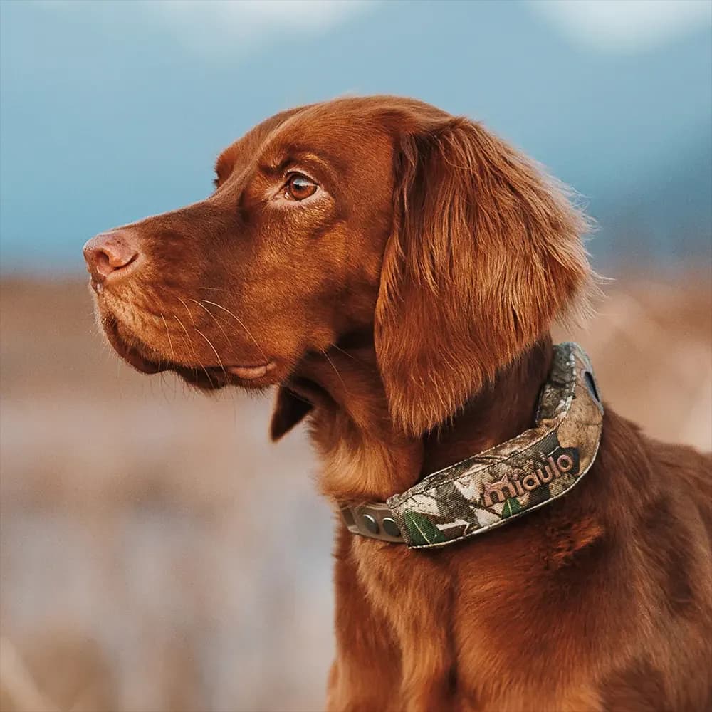 Irish setter wearing Miaulo Guard