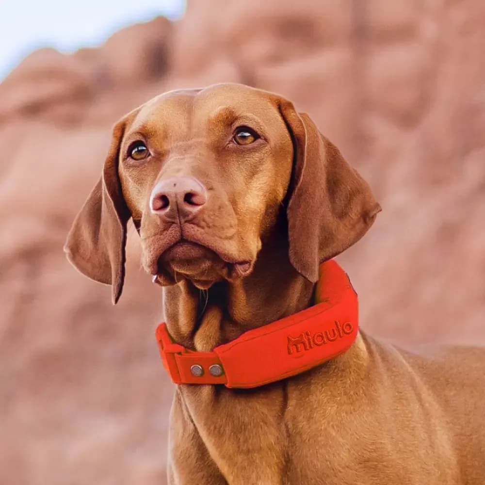 Vizsla wearing Miaulo Guard